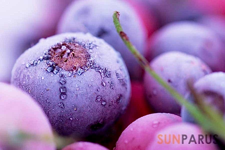 blueberry005