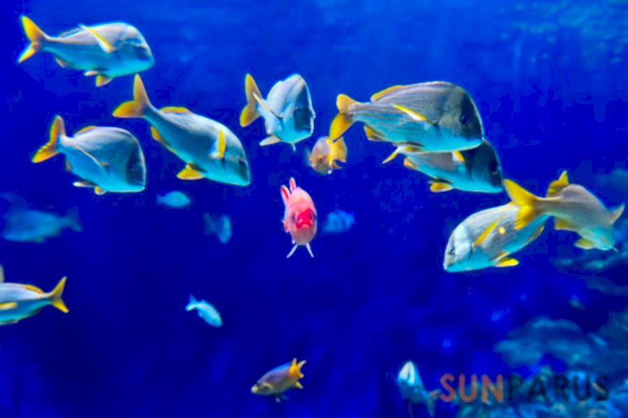 diving006