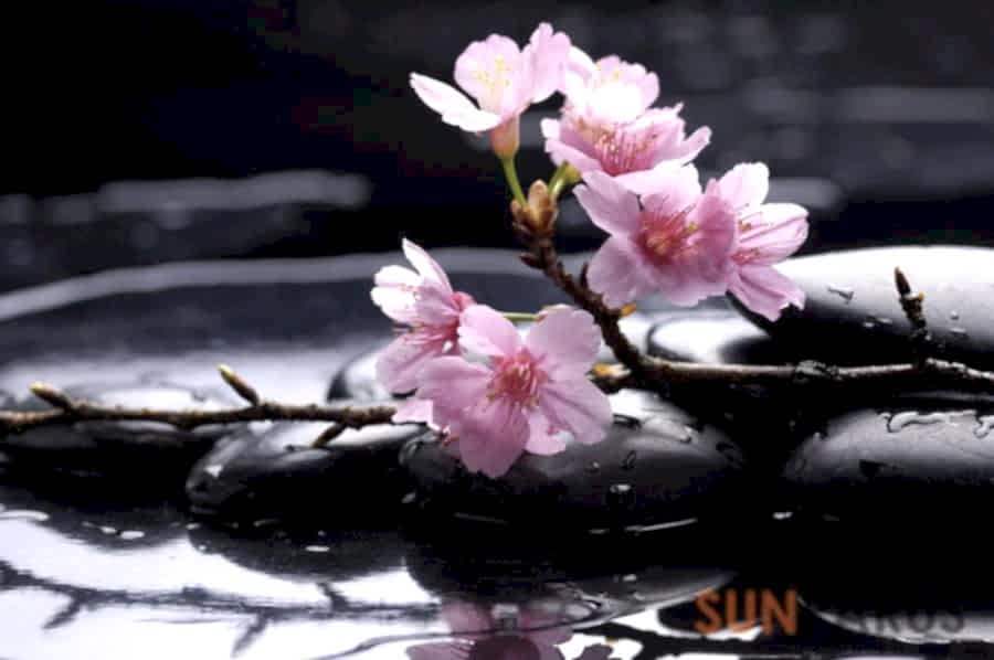 flowers+rocks001