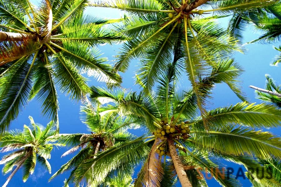 plants070